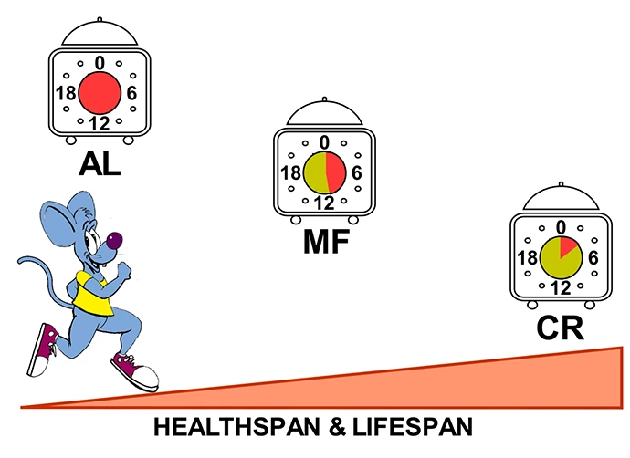 Longer daily fasting times improve health and longevity in mice Image 1
