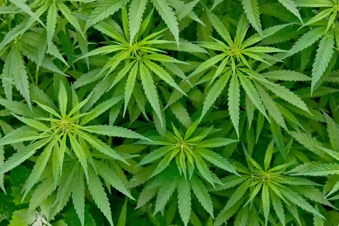 Medicinal marijuana in PH? Image 1